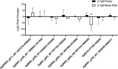 Expression and Secretion of Circular RNAs in the Parasitic Nematode, Ascaris suum